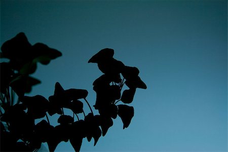 Shadow of plant on blue background Photographie de stock - Aubaine LD & Abonnement, Code: 400-07208489