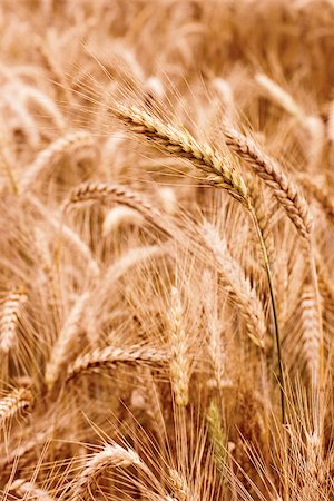 simsearch:400-07293838,k - Spikelets of wheat in the sunlight. Yellow wheat field Photographie de stock - Aubaine LD & Abonnement, Code: 400-07208807