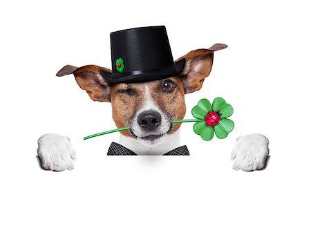 good luck chimney sweeper dog with hat and clover behind a blank banner Foto de stock - Super Valor sin royalties y Suscripción, Código: 400-07208827