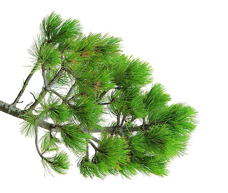 pine tree one not snow not people - branch of green pine tree, isolated over white Stock Photo - Budget Royalty-Free & Subscription, Code: 400-07208869