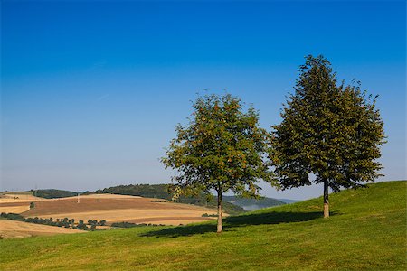 simsearch:400-07218310,k - Summer golf course in the morning mist Fotografie stock - Microstock e Abbonamento, Codice: 400-07209009