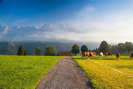 simsearch:400-07658135,k - On a farm in the high mountains in Austria Stock Photo - Budget Royalty-Free & Subscription, Code: 400-07209024