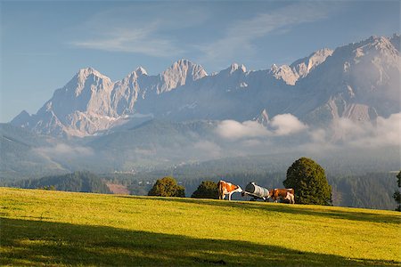 simsearch:400-07211148,k - On a farm in the high mountains in Austria Fotografie stock - Microstock e Abbonamento, Codice: 400-07209027