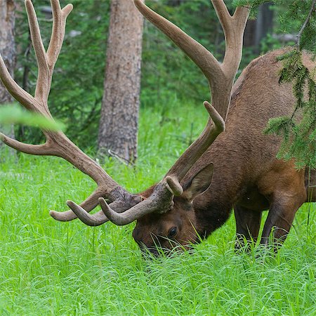 Large bull elk standing in a meadow in the woods in Yellowstone National Park Fotografie stock - Microstock e Abbonamento, Codice: 400-07209034
