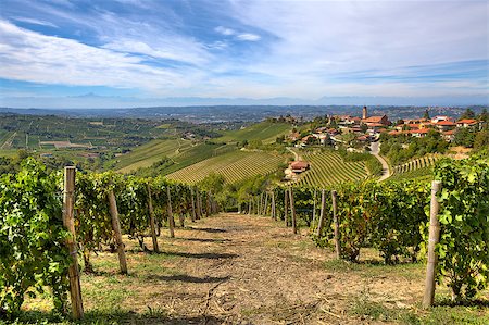 simsearch:879-09191122,k - Rows of vineyards on the hills and small town on background under beautiful autumnal sky in Piedmont, Northern Italy. Fotografie stock - Microstock e Abbonamento, Codice: 400-07209188