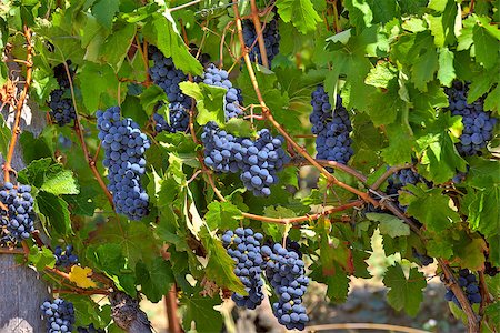 simsearch:6129-09044093,k - Bunch of ripe grapes and green vine leaves in the vineyards of Piedmont region in Northern Italy. Photographie de stock - Aubaine LD & Abonnement, Code: 400-07209204