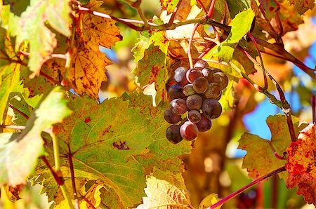 simsearch:400-07505799,k - Closeup image of ripe grape among red,yellow and orange leaves on autumnal vineyard in Piedmont, Northern Italy. Stock Photo - Budget Royalty-Free & Subscription, Code: 400-07209242