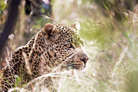 simsearch:841-07205533,k - Leopard in South Africa Photographie de stock - Aubaine LD & Abonnement, Code: 400-07209253
