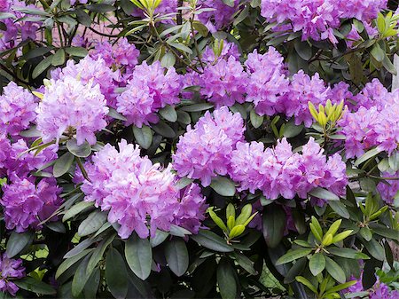 rose bay - Detail of the blooming rhododendron Foto de stock - Royalty-Free Super Valor e Assinatura, Número: 400-07209285