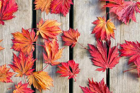 simsearch:400-07116597,k - Japanese Maple Tree Leaves on Wood Deck Background in Fall Season Stock Photo - Budget Royalty-Free & Subscription, Code: 400-07209542