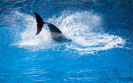 Dolphin Splash Stock Photo - Budget Royalty-Free & Subscription, Code: 400-07209572