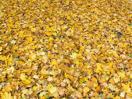 simsearch:851-02963822,k - Detail of the autumn autumn maple leaves Stockbilder - Microstock & Abonnement, Bildnummer: 400-07209587