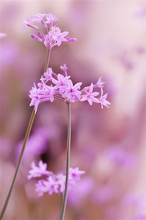 This is a photo of pink flowers Foto de stock - Super Valor sin royalties y Suscripción, Código: 400-07209619