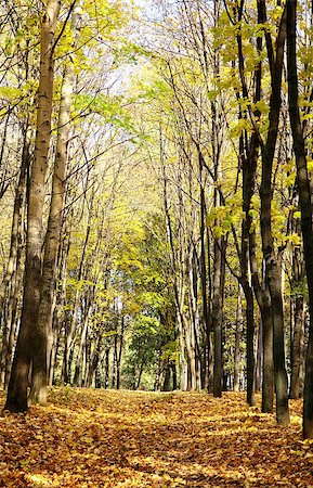 simsearch:400-06852043,k - Sunny autumn October forest on blue sky Fotografie stock - Microstock e Abbonamento, Codice: 400-07209635