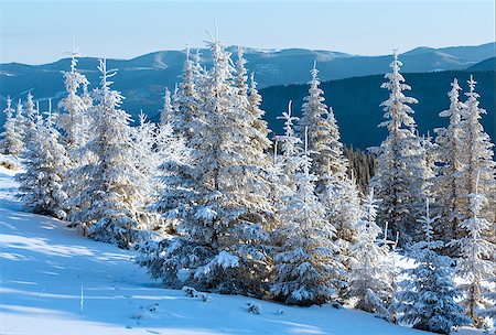 simsearch:400-06861143,k - Sunrise and winter mountain landscape with snowy fir trees Foto de stock - Super Valor sin royalties y Suscripción, Código: 400-07209712