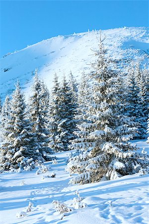 simsearch:400-06861143,k - Sunrise and winter mountain landscape with snowy fir trees on hill Foto de stock - Super Valor sin royalties y Suscripción, Código: 400-07209731