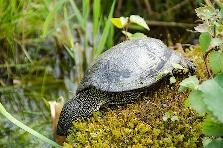 simsearch:400-05140602,k - European pond turtle, Emys orbicularis on moss at a pond Photographie de stock - Aubaine LD & Abonnement, Code: 400-07209767