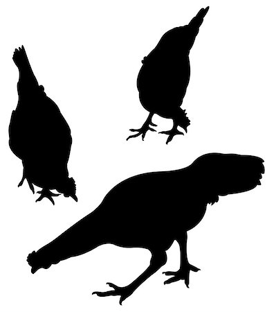 simsearch:400-08833742,k - chicken silhouette vector Stock Photo - Budget Royalty-Free & Subscription, Code: 400-07214003