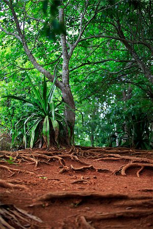 simsearch:879-09100532,k - Path in a green wild tropical forest. Mauritius Photographie de stock - Aubaine LD & Abonnement, Code: 400-07214450