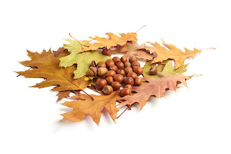 simsearch:400-07505799,k - dry oak leaves and acorns on white background Stock Photo - Budget Royalty-Free & Subscription, Code: 400-07214523