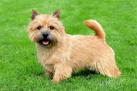 puppy in the park - The portrait of Norwich Terrier in a garden Stock Photo - Budget Royalty-Free & Subscription, Code: 400-07215013