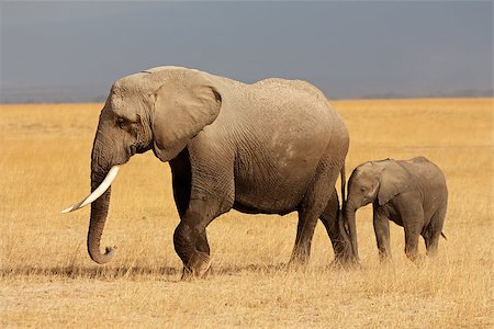 simsearch:400-07216532,k - African elephant (Loxodonta africana) cow with young calf, Amboseli National Park, Kenya Foto de stock - Super Valor sin royalties y Suscripción, Código: 400-07215059