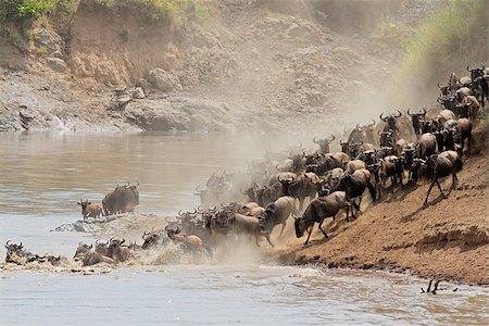 Migratory blue wildebeest (Connochaetes taurinus) crossing the Mara river, Masai Mara National Reserve, Kenya Stock Photo - Budget Royalty-Free & Subscription, Code: 400-07215066