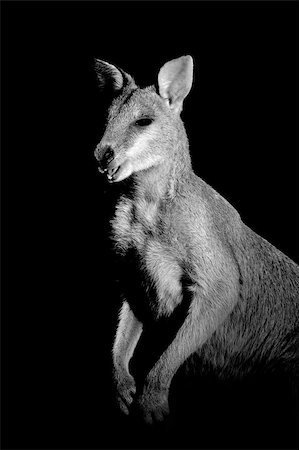 Monochrome portrait of an Agile Wallaby (Macropus agilis) Stock Photo - Budget Royalty-Free & Subscription, Code: 400-07215060