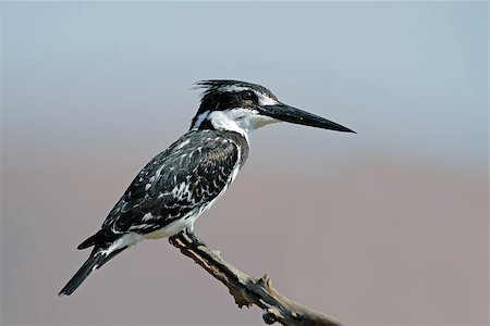 Pied kingfisher (Ceryle rudis) perched on a branch, South Africa Photographie de stock - Aubaine LD & Abonnement, Code: 400-07215063