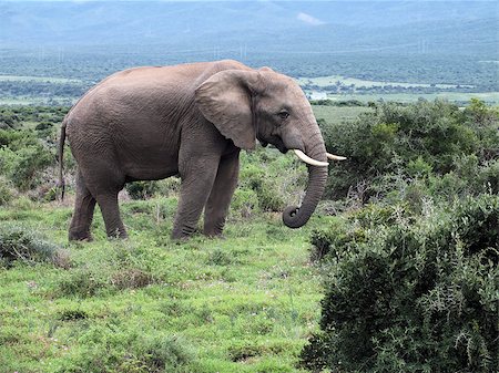 simsearch:400-04378395,k - African elephants (Loxodonta africana) can be found in Eastern, Southern and West Africa, either in dense forests, mopane and miombo woodlands, Sahelian scrub or deserts. The IUCN Red List considers elephants as vulnerable, mainly due to ivory poaching. Stock Photo - Budget Royalty-Free & Subscription, Code: 400-07215279
