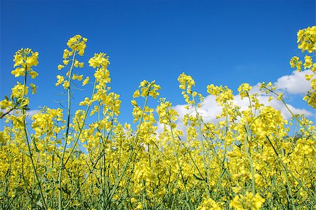 simsearch:400-06856670,k - Rape seed flowers at a blue sky with white clouds. Photographie de stock - Aubaine LD & Abonnement, Code: 400-07215285