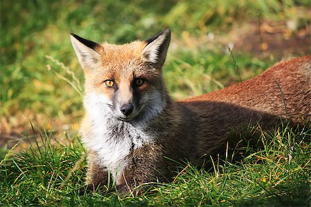 sicily etna - This is photo of fox on Etna, Sicily Photographie de stock - Aubaine LD & Abonnement, Code: 400-07215289