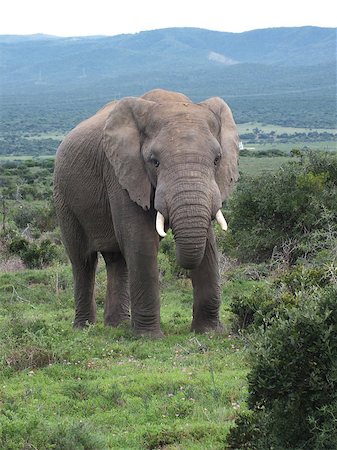 simsearch:400-07210494,k - African elephants (Loxodonta africana) can be found in Eastern, Southern and West Africa, either in dense forests, mopane and miombo woodlands, Sahelian scrub or deserts. The IUCN Red List considers elephants as vulnerable, mainly due to ivory poaching. Stock Photo - Budget Royalty-Free & Subscription, Code: 400-07215280