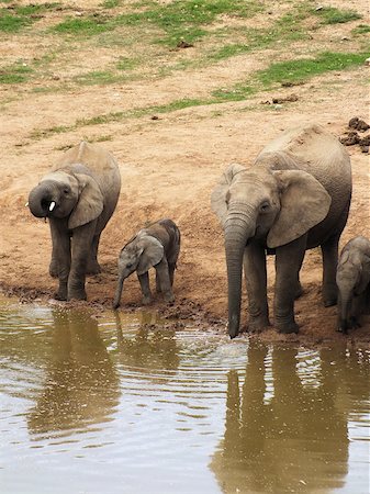 simsearch:400-07232278,k - A family of African Elephants (Loxodonta africana) taking a drink at a waterhole in South Africa's Ado National Park. Foto de stock - Royalty-Free Super Valor e Assinatura, Número: 400-07215281