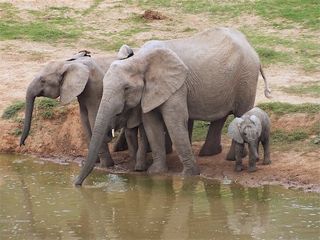 simsearch:400-07232278,k - A family of African Elephants (Loxodonta africana) taking a drink at a waterhole in South Africa's Ado National Park. Foto de stock - Royalty-Free Super Valor e Assinatura, Número: 400-07215282
