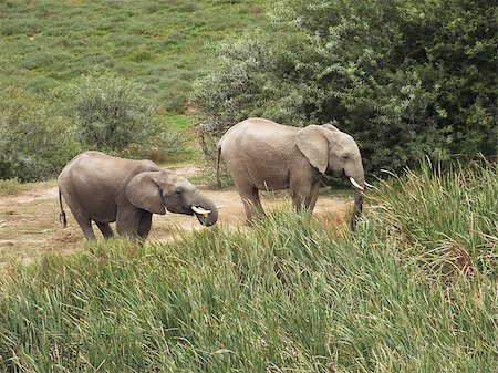 simsearch:400-04226098,k - African elephants (Loxodonta africana) can be found in Eastern, Southern and West Africa, either in dense forests, mopane and miombo woodlands, Sahelian scrub or deserts. The IUCN Red List considers elephants as vulnerable, mainly due to ivory poaching. Stock Photo - Budget Royalty-Free & Subscription, Code: 400-07215283