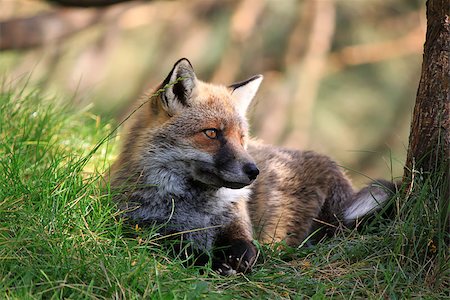 sicily etna - This is photo of fox on Etna, Sicily Photographie de stock - Aubaine LD & Abonnement, Code: 400-07215290