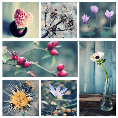 Photo collage of flowers and plants Photographie de stock - Aubaine LD & Abonnement, Code: 400-07215291