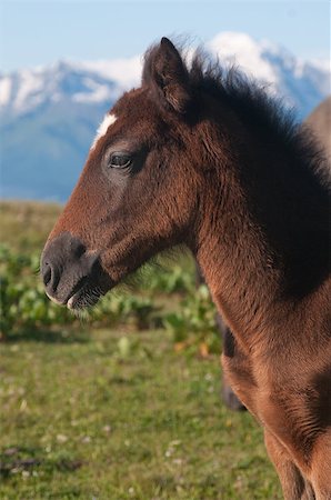 Piquant profile of a foal is situated in front of mountain background. Brown with white colt has fluff and bushy crest. Fotografie stock - Microstock e Abbonamento, Codice: 400-07215461
