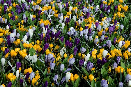 simsearch:400-07485765,k - There are many multi-colored crocuses on the photo. Such flowerbed is characteristic for spring. Stock Photo - Budget Royalty-Free & Subscription, Code: 400-07215463