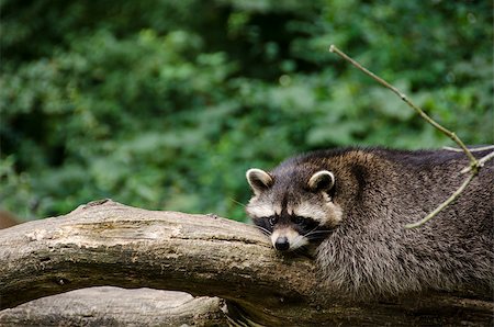 Raccoon, Procyon lotor sitting on a tree branch and looking around Stock Photo - Budget Royalty-Free & Subscription, Code: 400-07216017