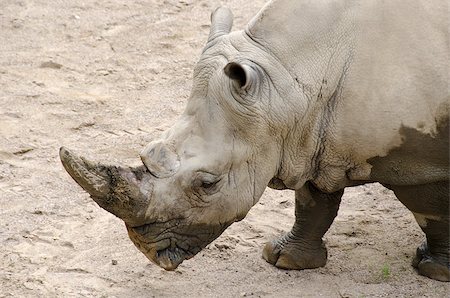 White rhinoceros or square-lipped rhinoceros Ceratotherium simum Stock Photo - Budget Royalty-Free & Subscription, Code: 400-07216012