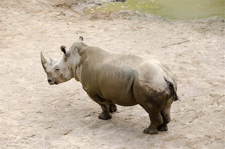 simsearch:400-07323527,k - White rhinoceros or square-lipped rhinoceros Ceratotherium simum Stock Photo - Budget Royalty-Free & Subscription, Code: 400-07216013