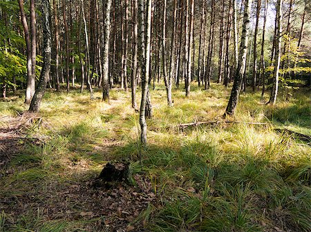 Image of the birch and pine grove Foto de stock - Super Valor sin royalties y Suscripción, Código: 400-07216188