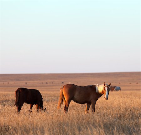steppe horse - Two horses grazing in evening pasture Stock Photo - Budget Royalty-Free & Subscription, Code: 400-07216437