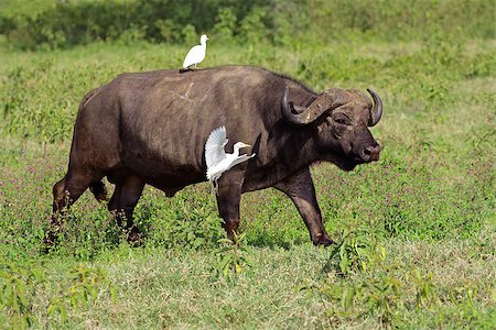 African buffalo (Syncerus caffer) with egrets, Lake Nakuru National Park, Kenya Foto de stock - Super Valor sin royalties y Suscripción, Código: 400-07216527