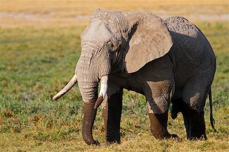 simsearch:400-07216532,k - African bull elephant (Loxodonta africana), Amboseli National Park, Kenya Foto de stock - Super Valor sin royalties y Suscripción, Código: 400-07216528