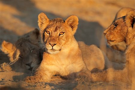 simsearch:400-06207209,k - African lion cub (Panthera leo) in early morning light, Kalahari desert, South Africa Fotografie stock - Microstock e Abbonamento, Codice: 400-07216529