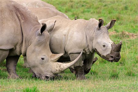 White rhinoceros (Ceratotherium simum) feeding in open grassland, Lake Nakuru National Park, Kenya Photographie de stock - Aubaine LD & Abonnement, Code: 400-07216536