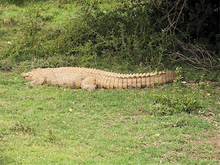 simsearch:400-07423228,k - Despite its name the Nile Crocodile (Crocodylus niloticus) is common in all parts of Africa except the Sahara and the northern coast and known to attack domestic animals and humans. Stock Photo - Budget Royalty-Free & Subscription, Code: 400-07216537